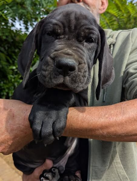 Du Vert De Jade - Chiots disponibles - Dogue allemand