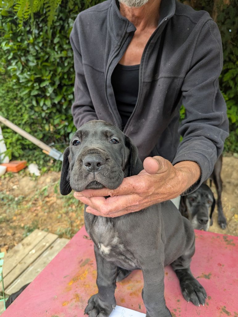 Du Vert De Jade - Chiots disponibles - Dogue allemand