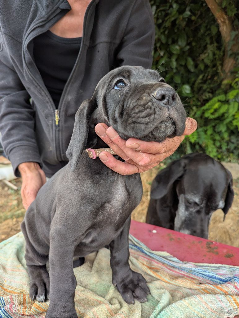 Du Vert De Jade - Chiots disponibles - Dogue allemand