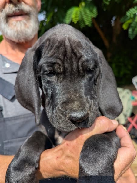 Du Vert De Jade - Chiots disponibles - Dogue allemand