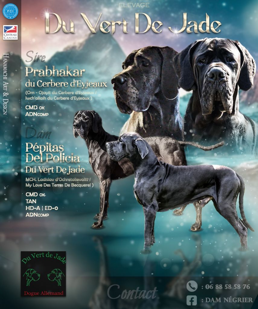 Chiot Dogue allemand Du Vert De Jade