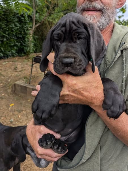 Du Vert De Jade - Chiots disponibles - Dogue allemand