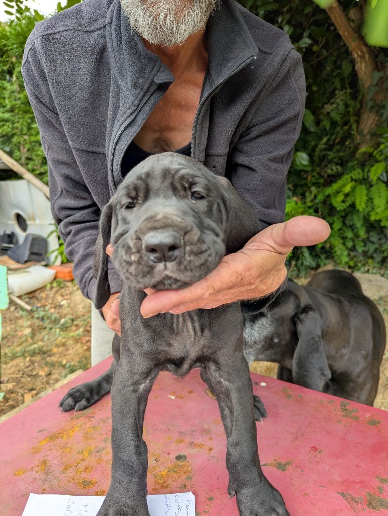 Du Vert De Jade - Chiots disponibles - Dogue allemand