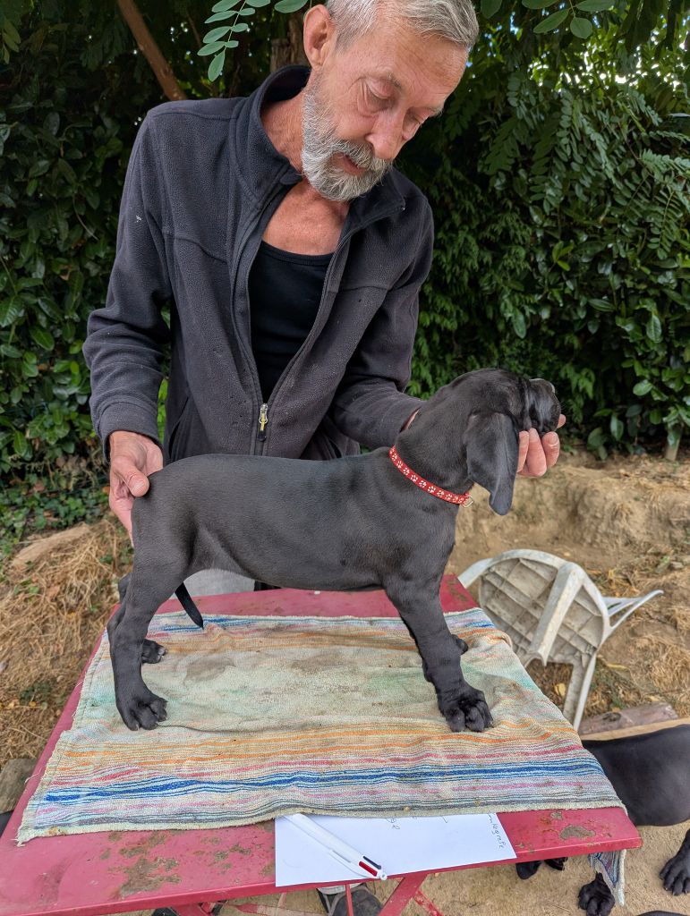 Du Vert De Jade - Chiots disponibles - Dogue allemand