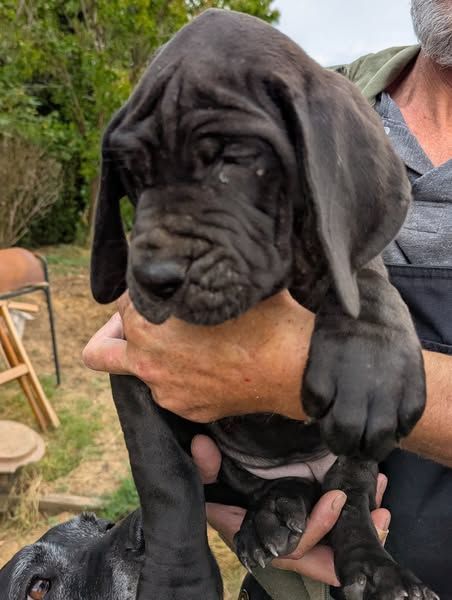 Du Vert De Jade - Chiots disponibles - Dogue allemand