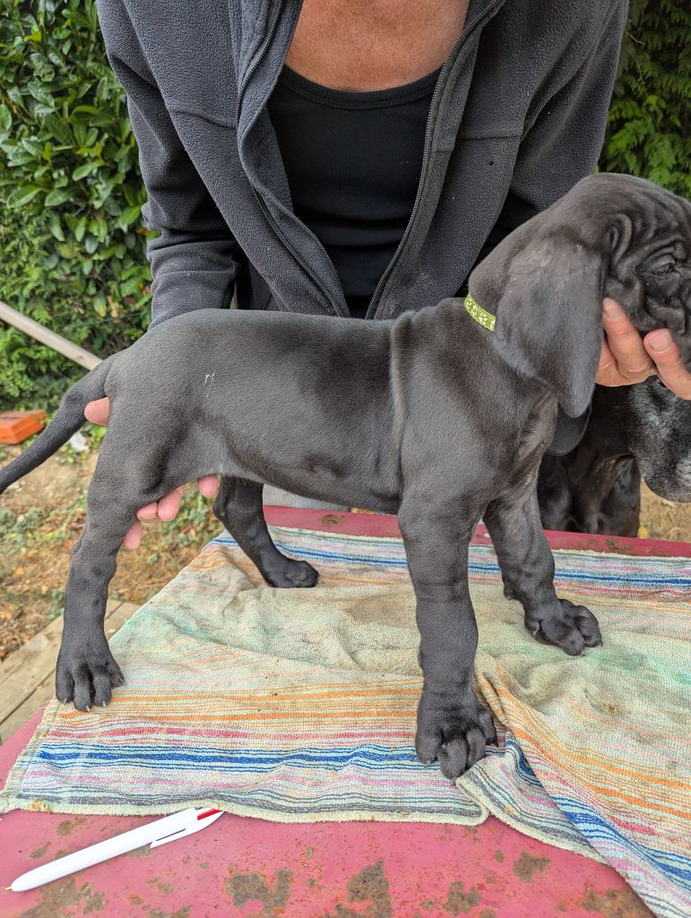Du Vert De Jade - Chiots disponibles - Dogue allemand